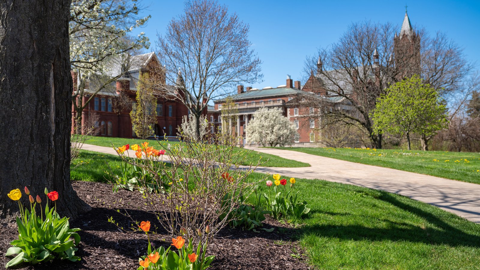 spring flowers in foreground with pathway leading to Tolley building in background